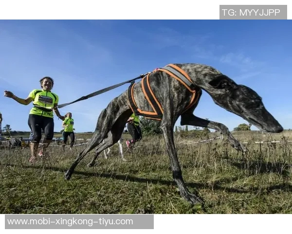 马克西携爱犬挑战敏捷赛道现场观众热情高涨达15000人